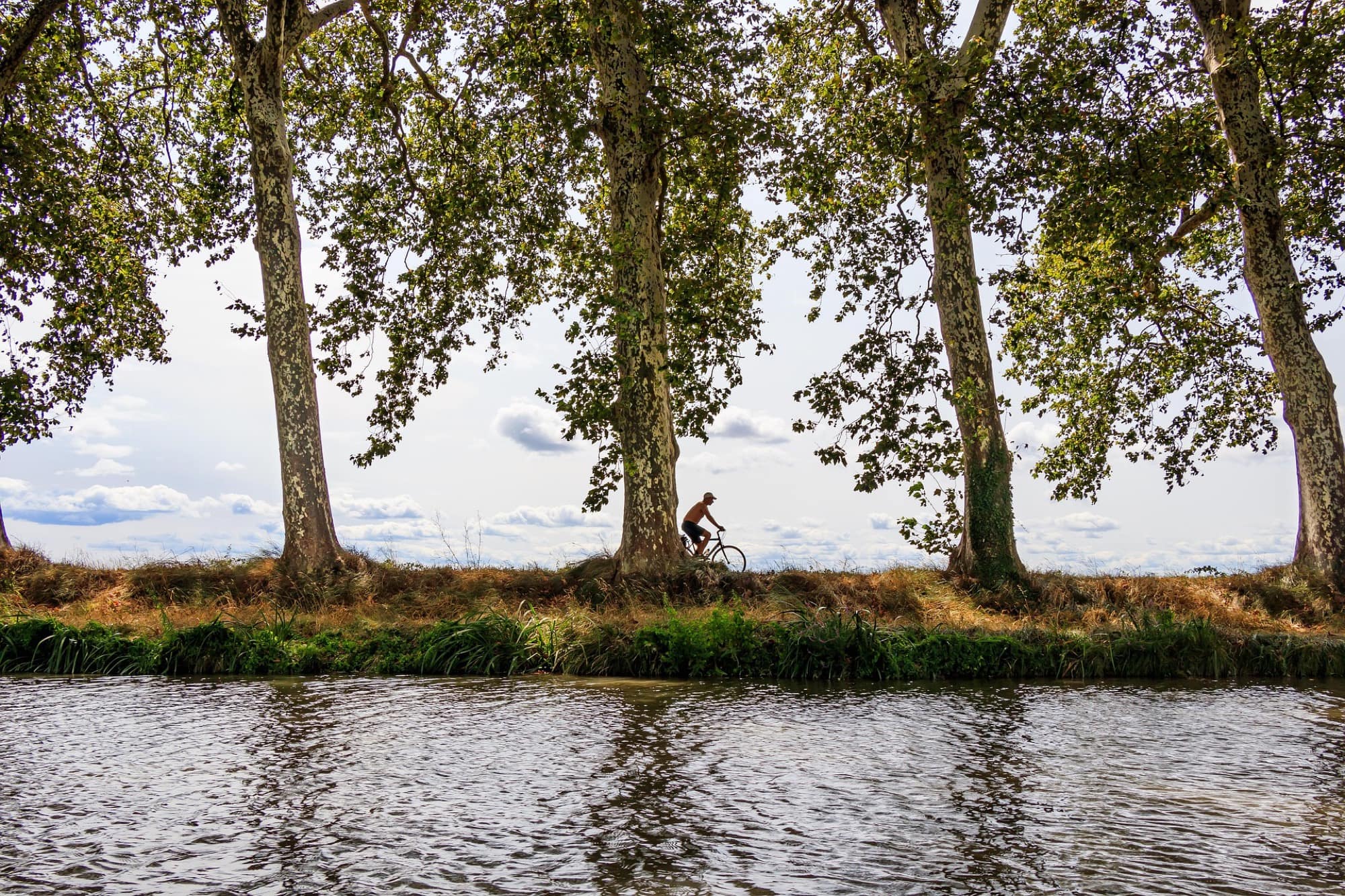 Cycliste sur le chemin de halage du Canal du Midi sous les platanes