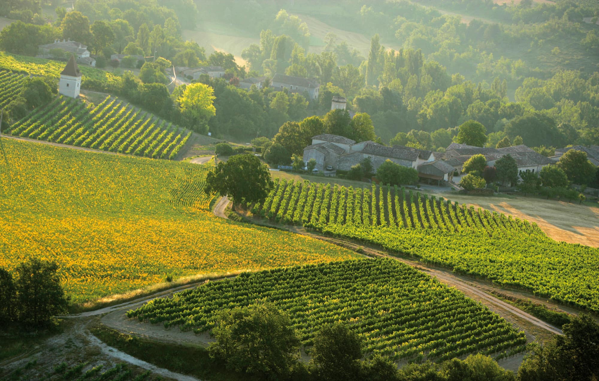 Les vendanges dans le Gaillacois, et comment s'y prendre